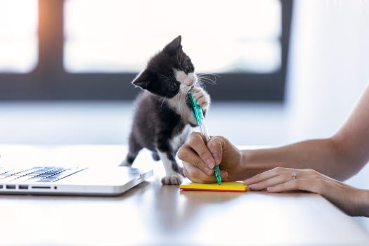 Katze frisst auf Stift.