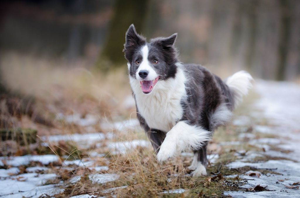 Border Collie