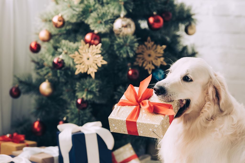 Hund mit Geschenk im Mund
