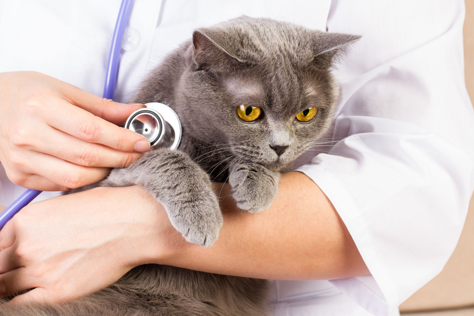 Katze wird mit Stetoskop untersucht
