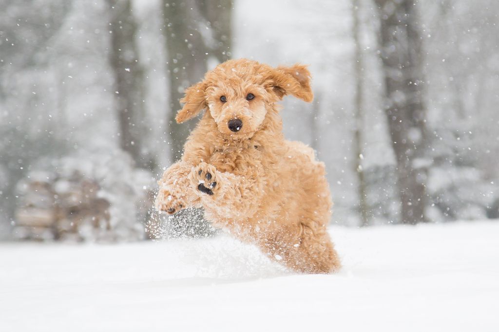 Hund spielt im Schnee