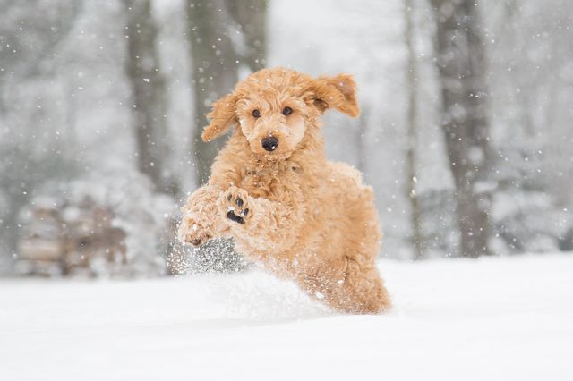 Hund spielt im Schnee