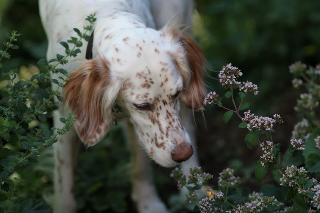 Hundar som blir utsatta för insektsbett eller stick får sällan allvarliga reaktioner.