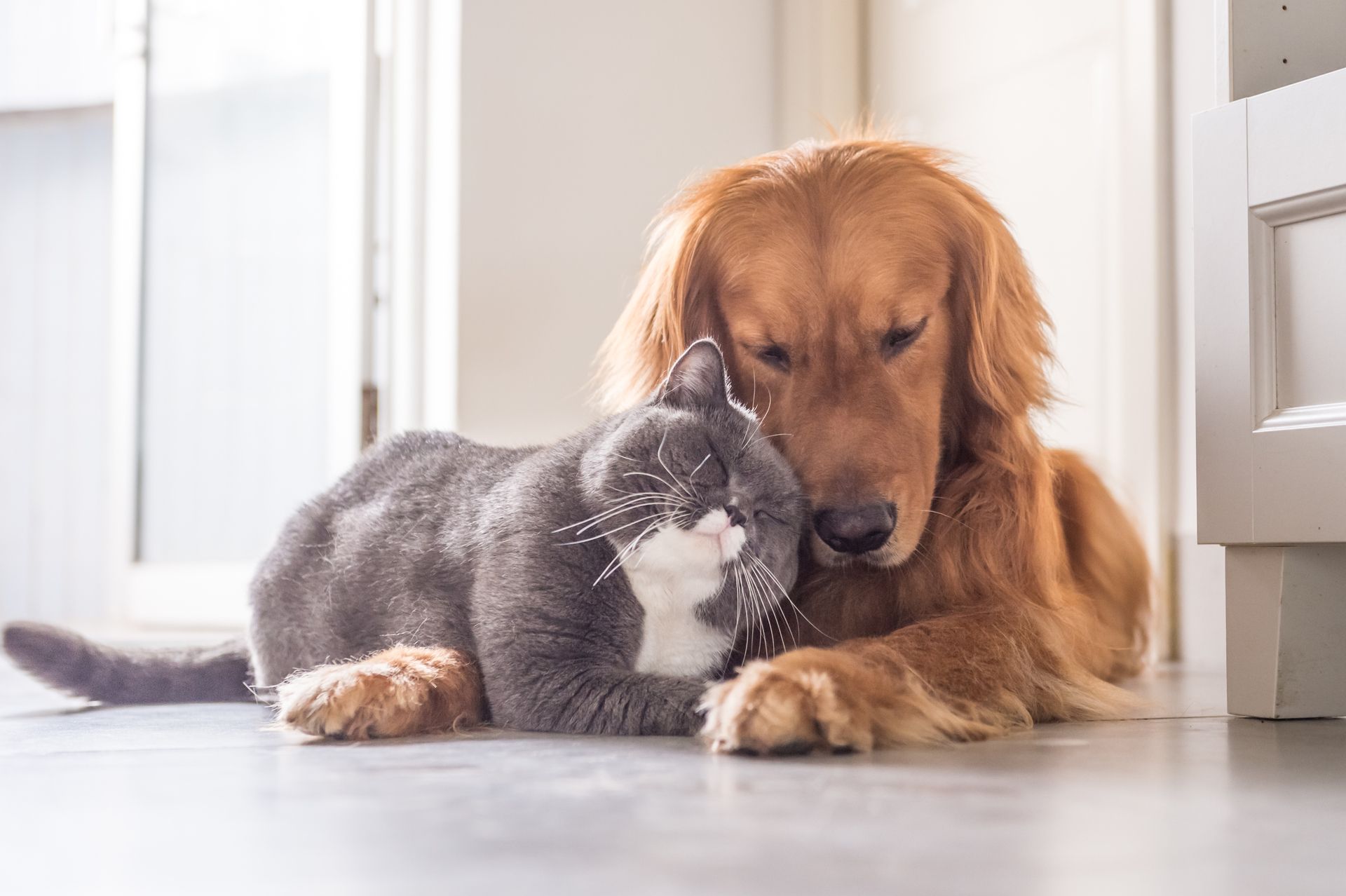 Hunde und Katzen