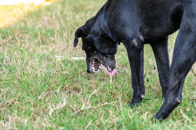 Hund erbricht auf Gras