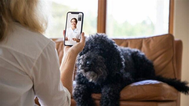 Frau kontaktiert die digitale tierärztliche Beratung wegen ihres kranken Tieres.