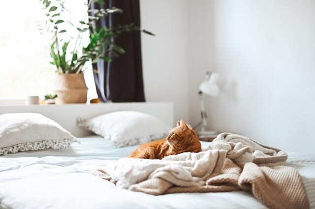 Katze mit Allergie 