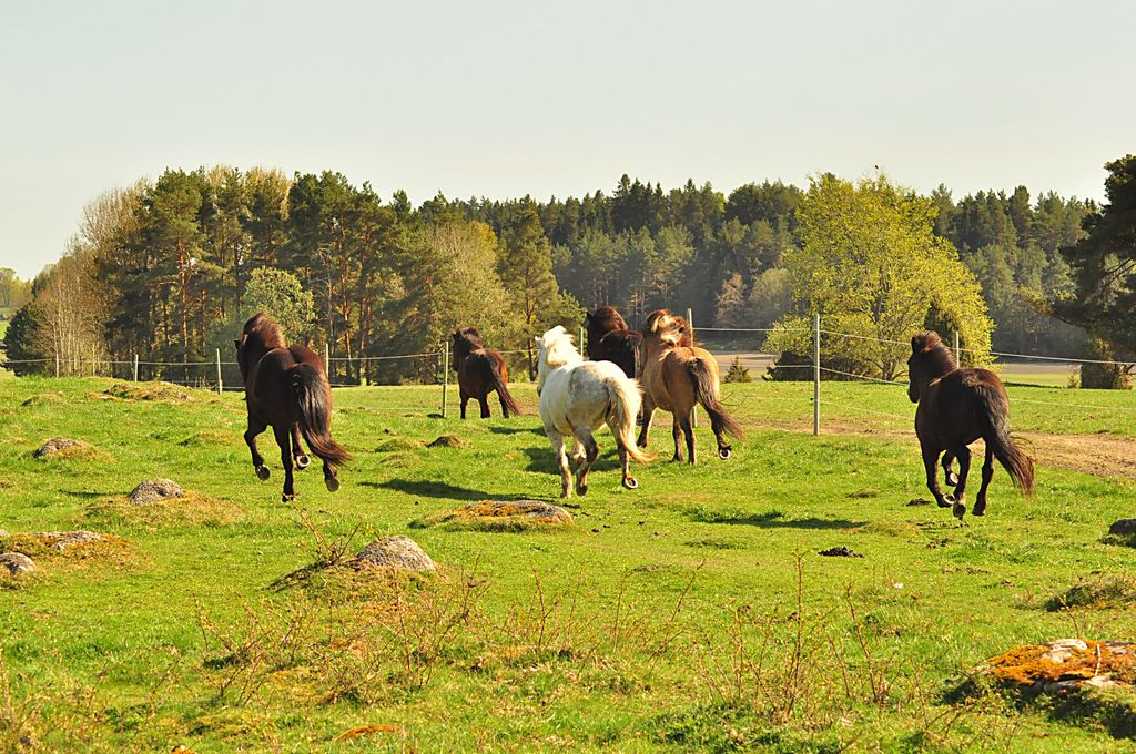 6 Islandpferde im Galopp auf der Wiese im Aktivstall