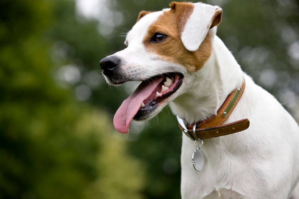 Jack Russell draußen