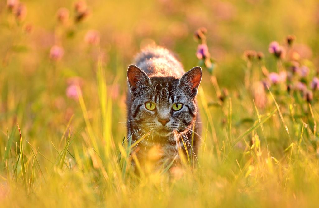 Katze schleicht durch Gras