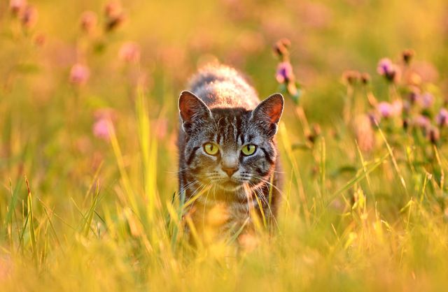 Katze schleicht durch Gras