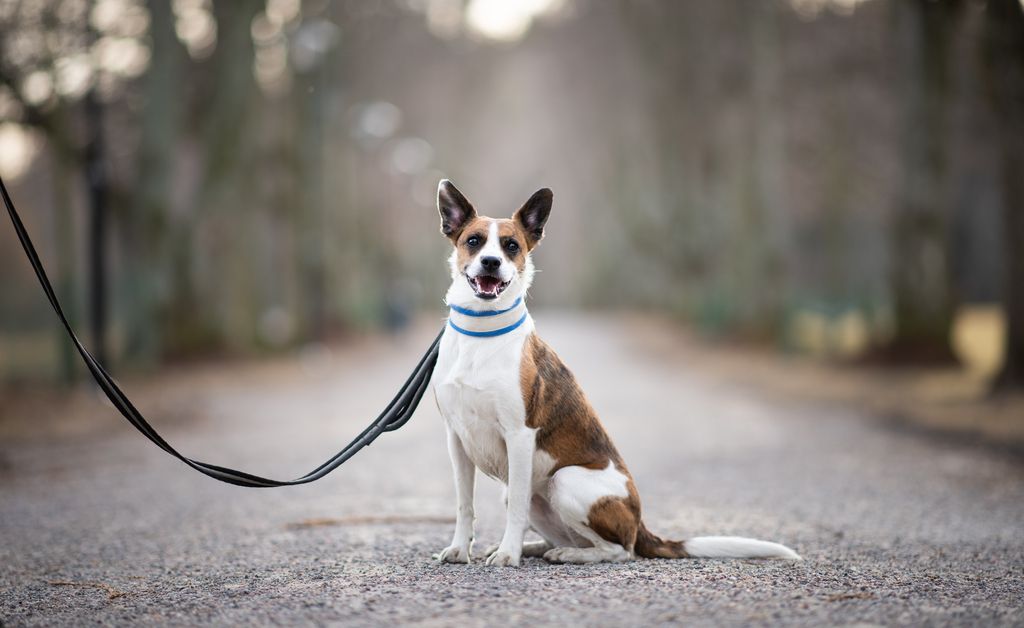 Hund an Leine beim Gassigehen