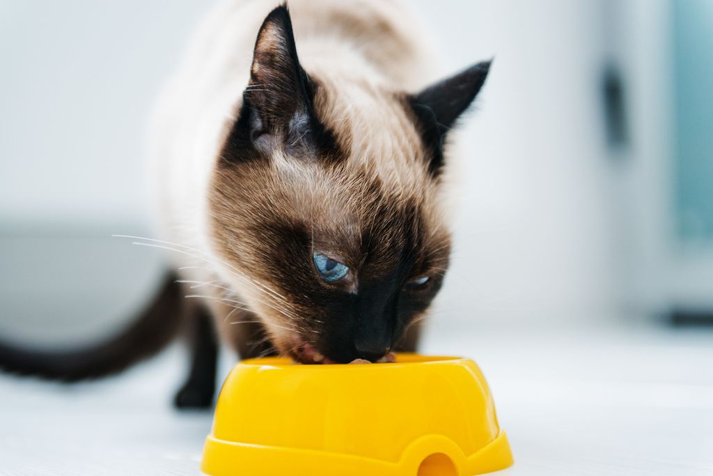 Katze frisst aus Napf