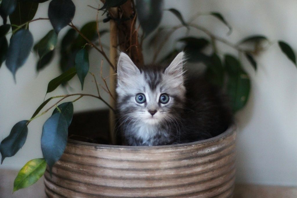 Gelangweilte Katze im Blumentopf