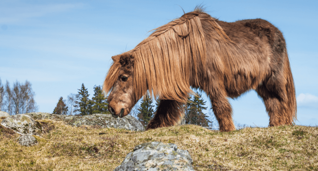 Ein Pony mit Cushing (PPID) Symptomen steht auf einer karg bewachsenen Koppel