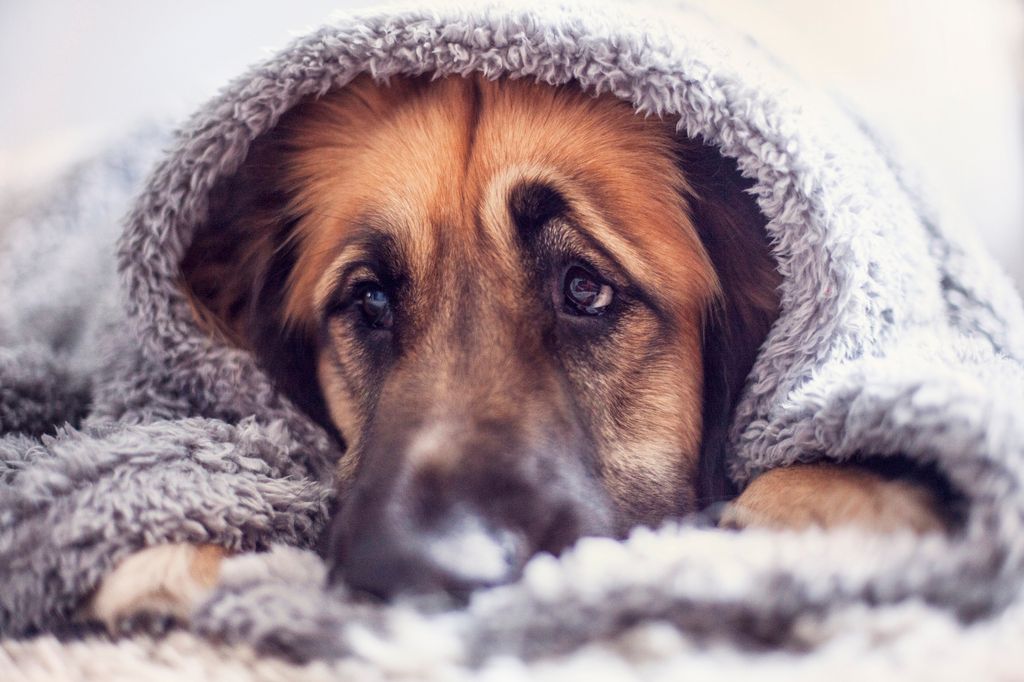 Traurig und krank Hund.