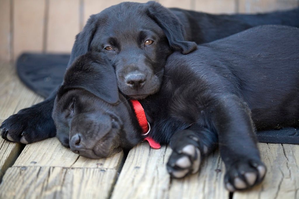 Labrador Retriever Welpen beim Schmusen