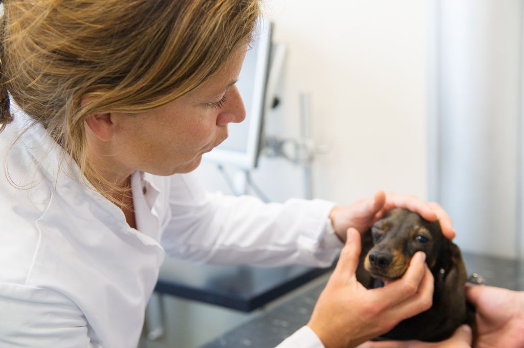 Dackel wird vom Tierarzt untersucht