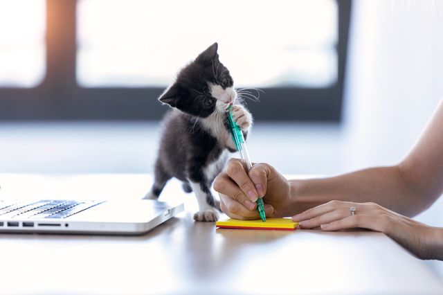 Katze nagt an Stift