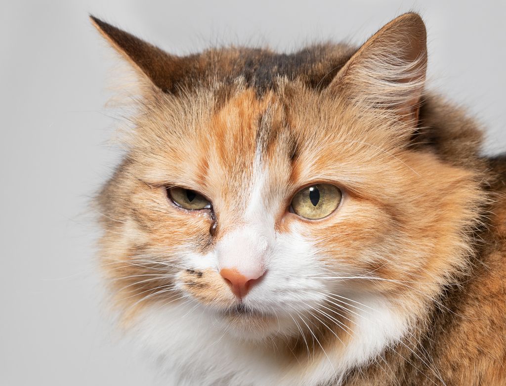 Katt med ögoninflammation på ena ögat.