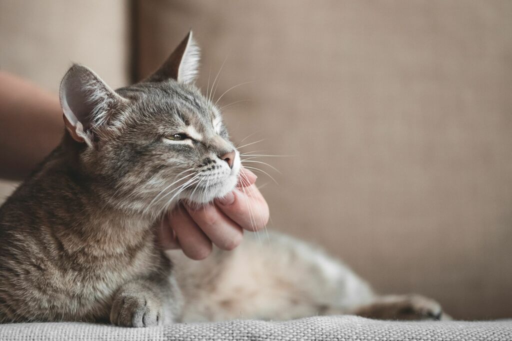 Diabetes betrifft viele Katzen.
