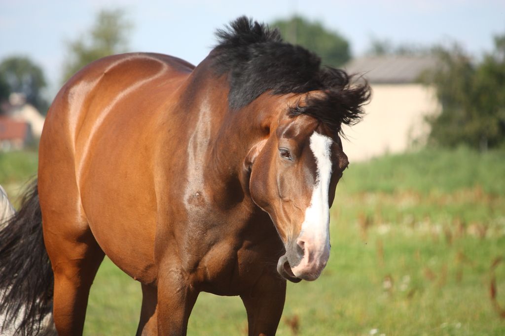 Pferde mit Headshaking Syndrom schütteln dauerhaft den Kopf, vermutlich wegen eines Reizung des Gesichtsnervs