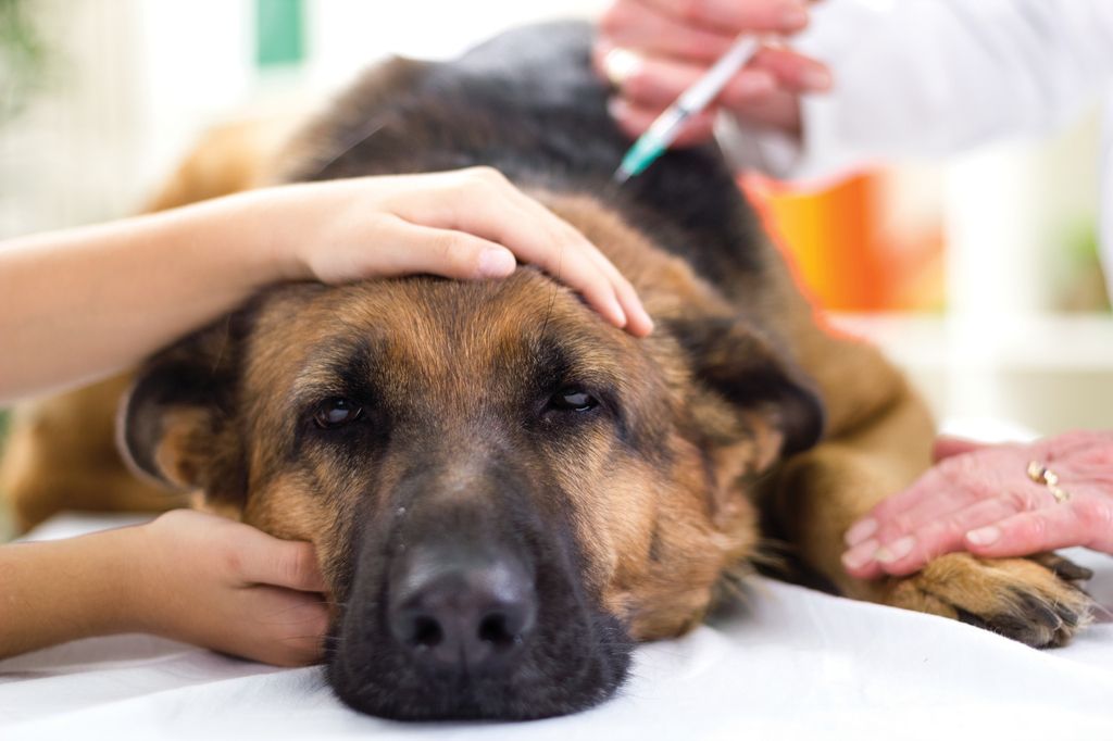Hund bekommt Spritze verabreicht