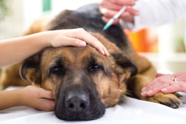 Hund bekommt Spritze verabreicht