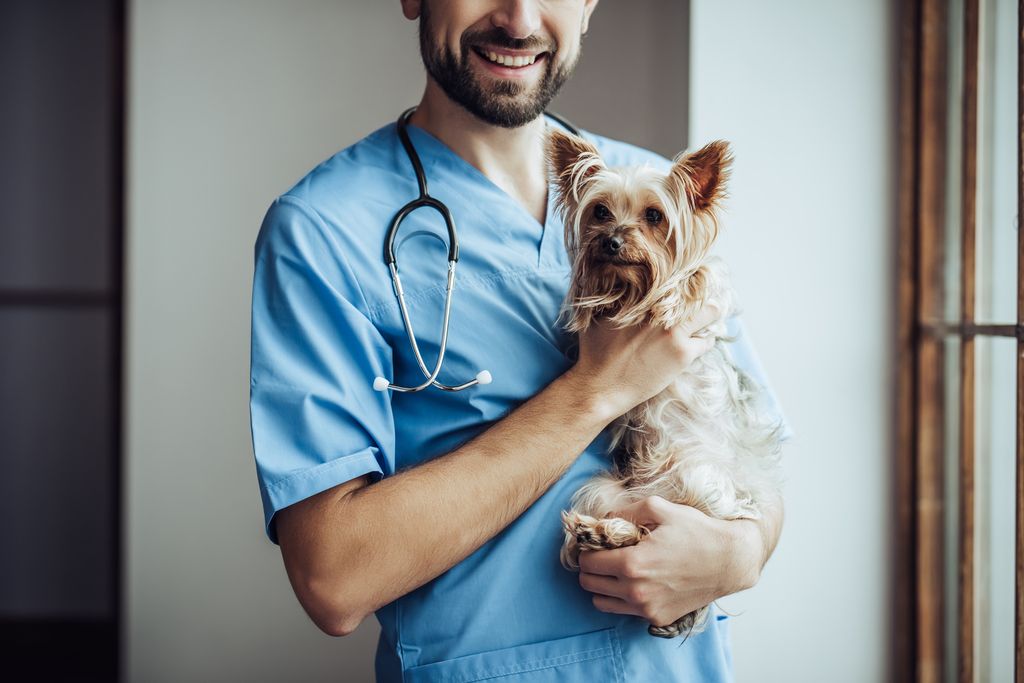Tierarzt mit Yorkshire Terrier auf dem Arm
