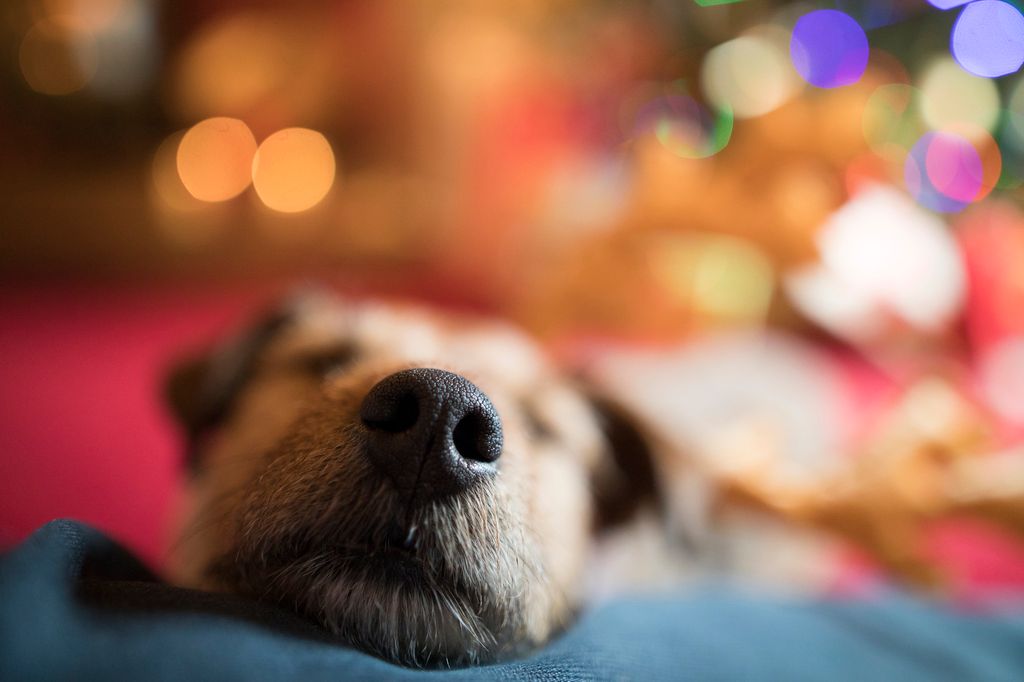 Hund schläft