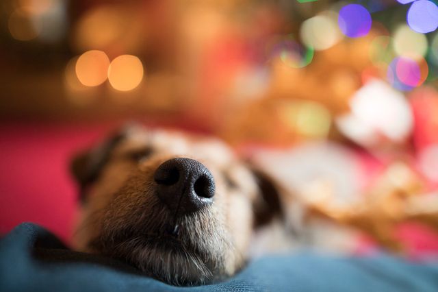 Hund schläft
