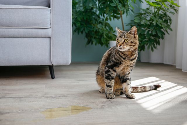 Kissar din katt inne?