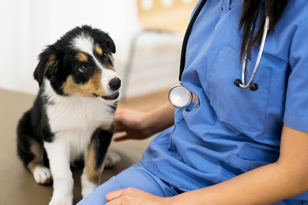 Hund beim Tierarzt