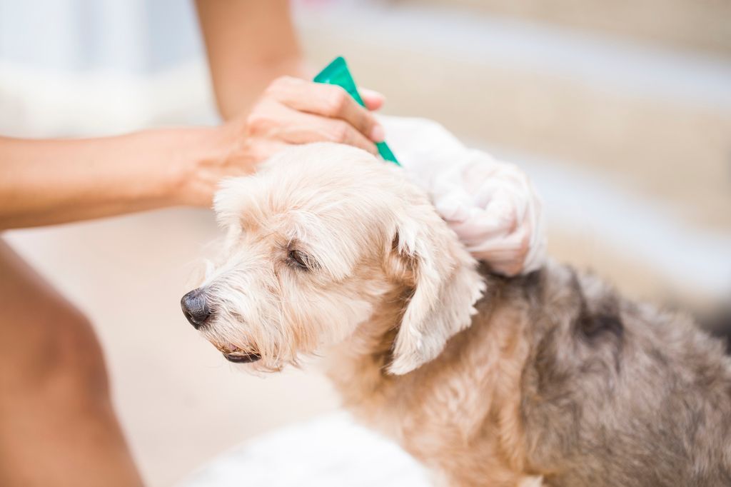 Hund Zecke entfernen