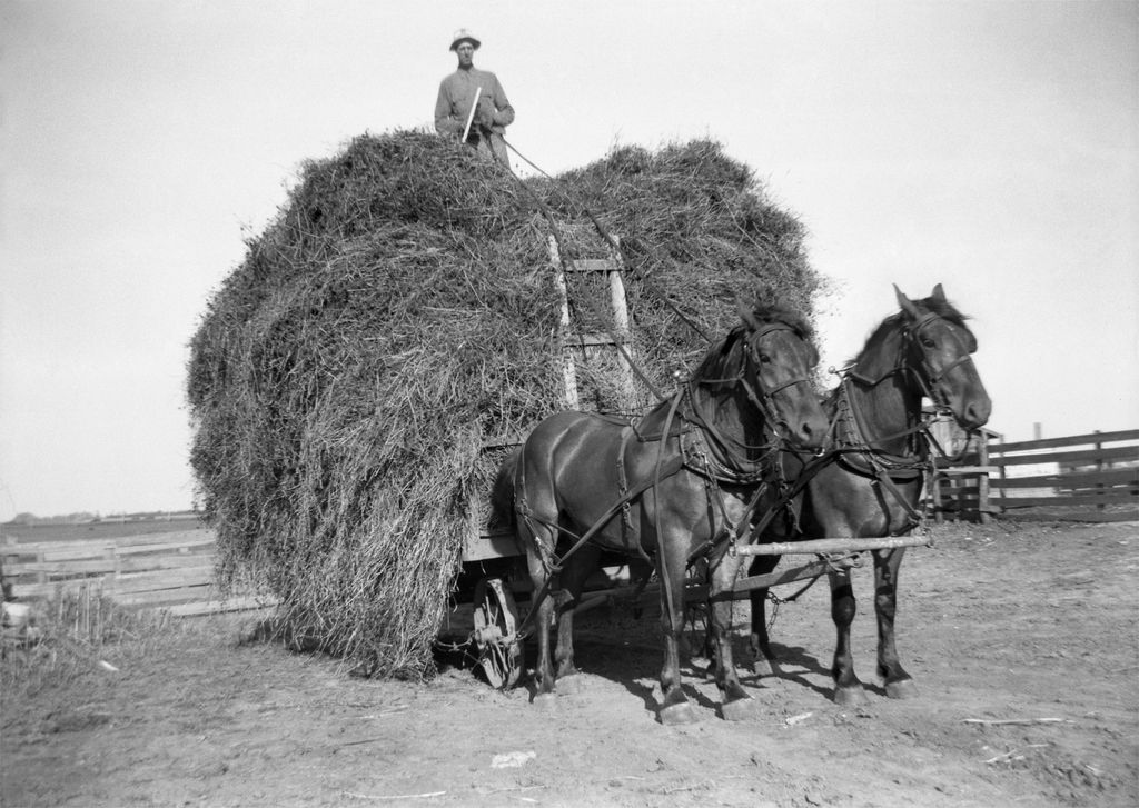 Mann arbeitet auf dem Feld mit Pferden historisches Bild