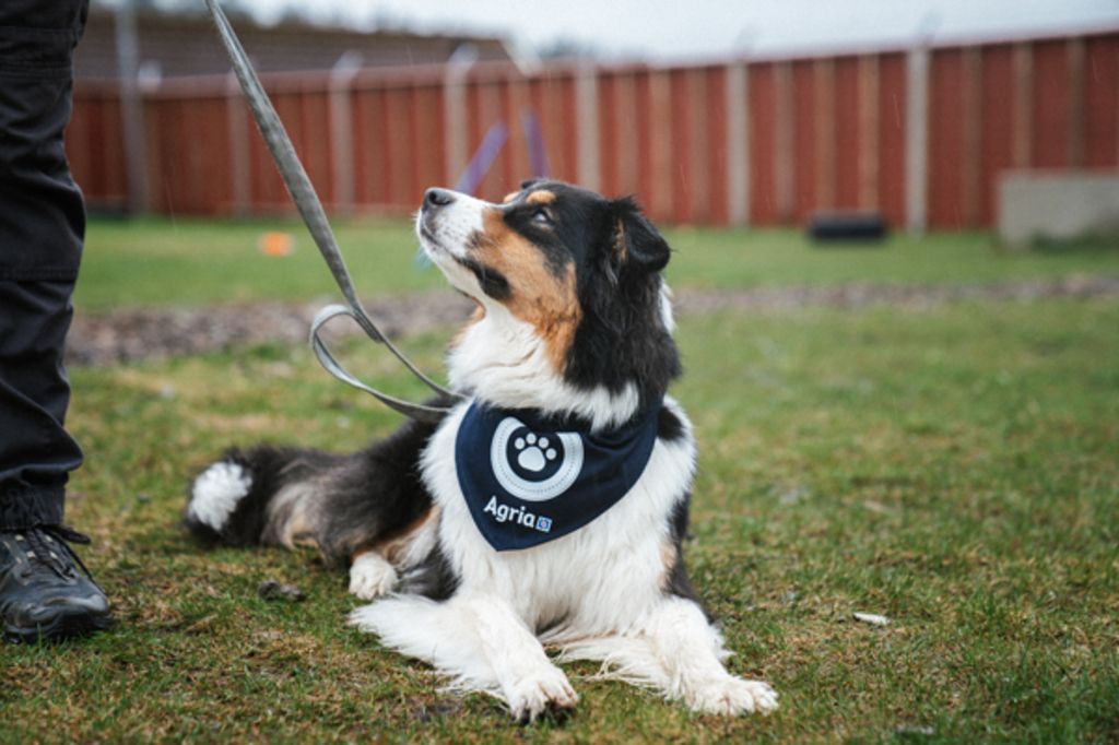 Australian Shepherd schaut sein Herrchen an