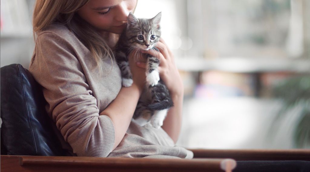 Katzenbaby auf dem Arm einer Frau