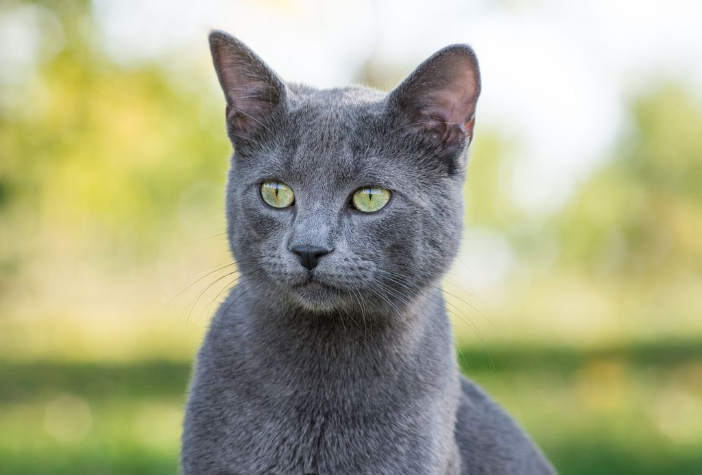 Russisch Blau beliebte Katzenrasse in Deutschland