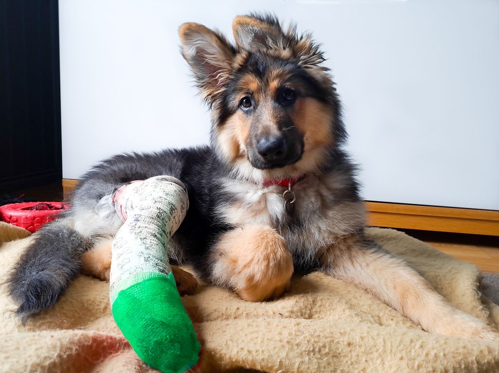Schäferhundwelpe mit gebrochenem Bein