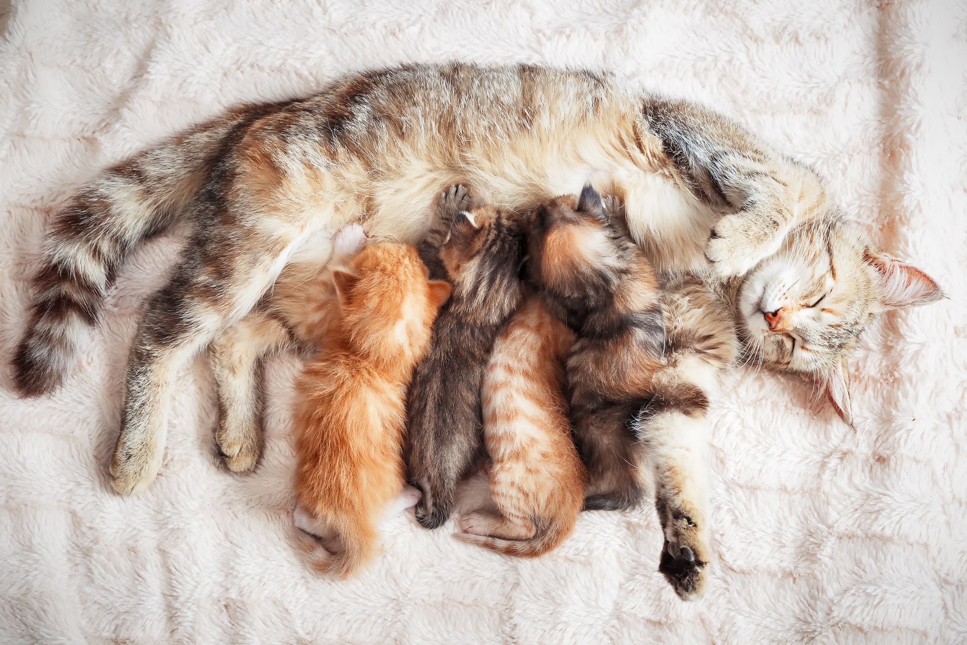 Kitten zaugen an ihrer Mutter.