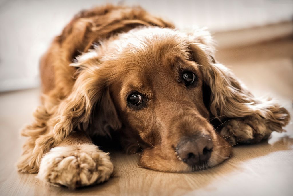 Hund som kräks eller har diarré kan bli trött.