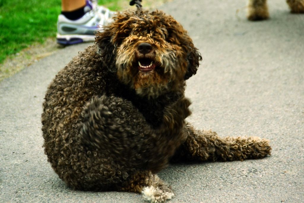 Hund som smittats av löss från andra hundar.