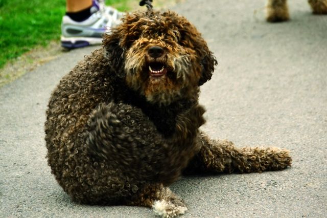 Hund som smittats av löss från andra hundar.