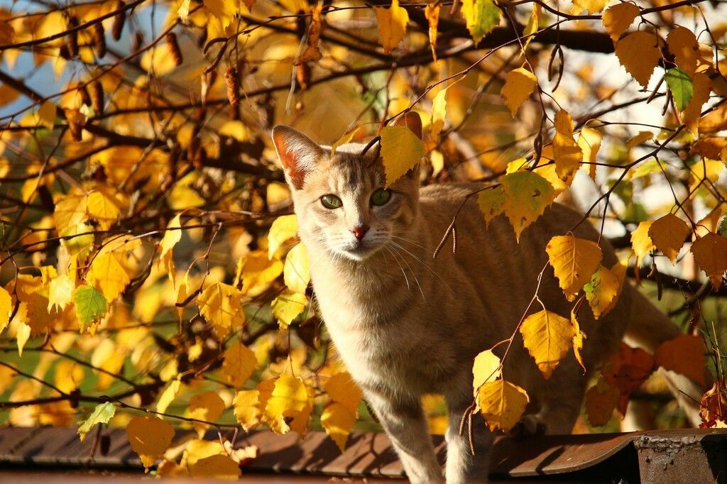 Katze schleicht durch Gras