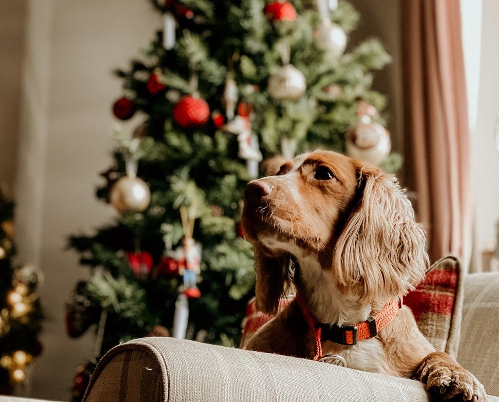 Spaniel auf Sessel vor dem Weihnachtsbaum