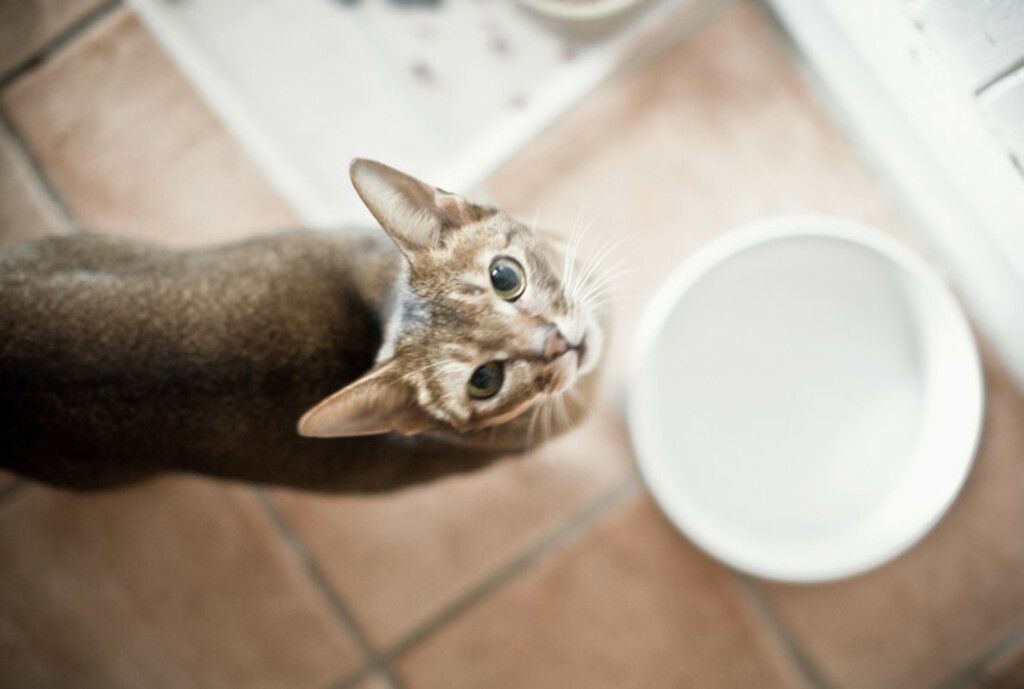 Katze vor leerem Napf