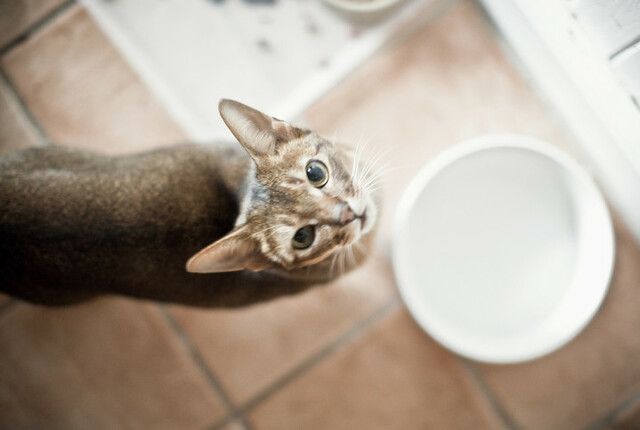 Katze vor leerem Napf