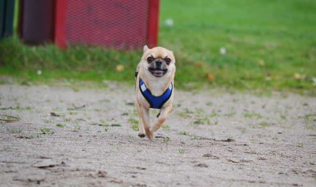 Chihuahua wird gestreichelt 