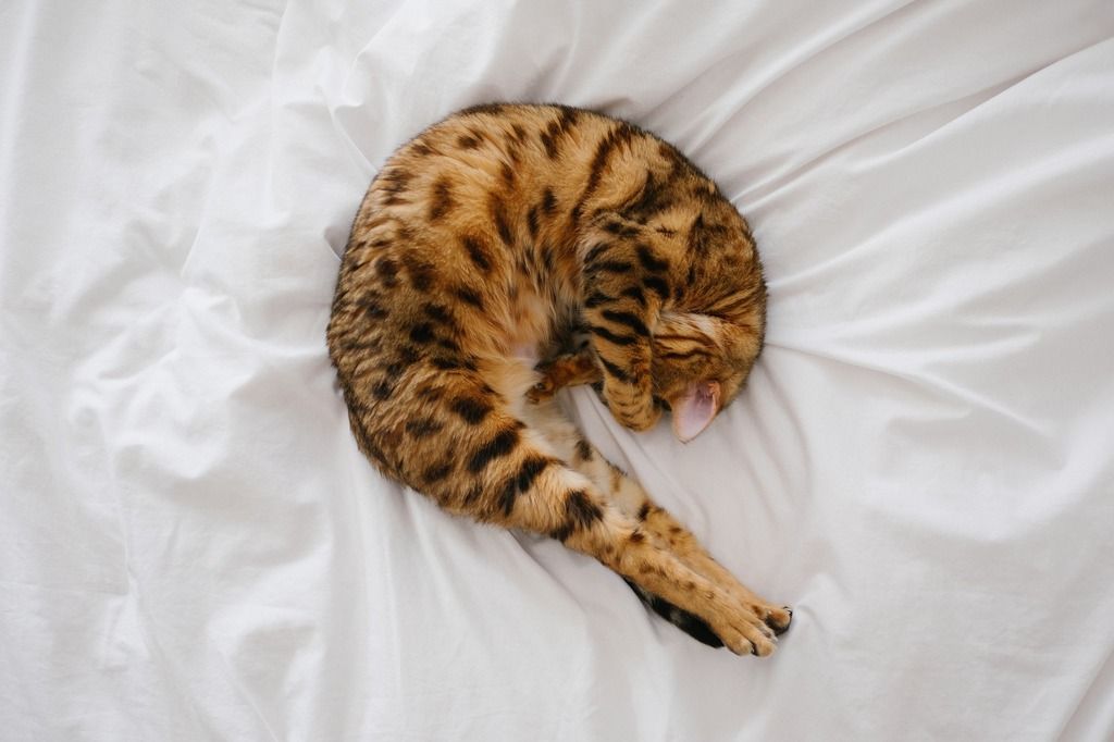 Katze auf Bett ausgestreckt