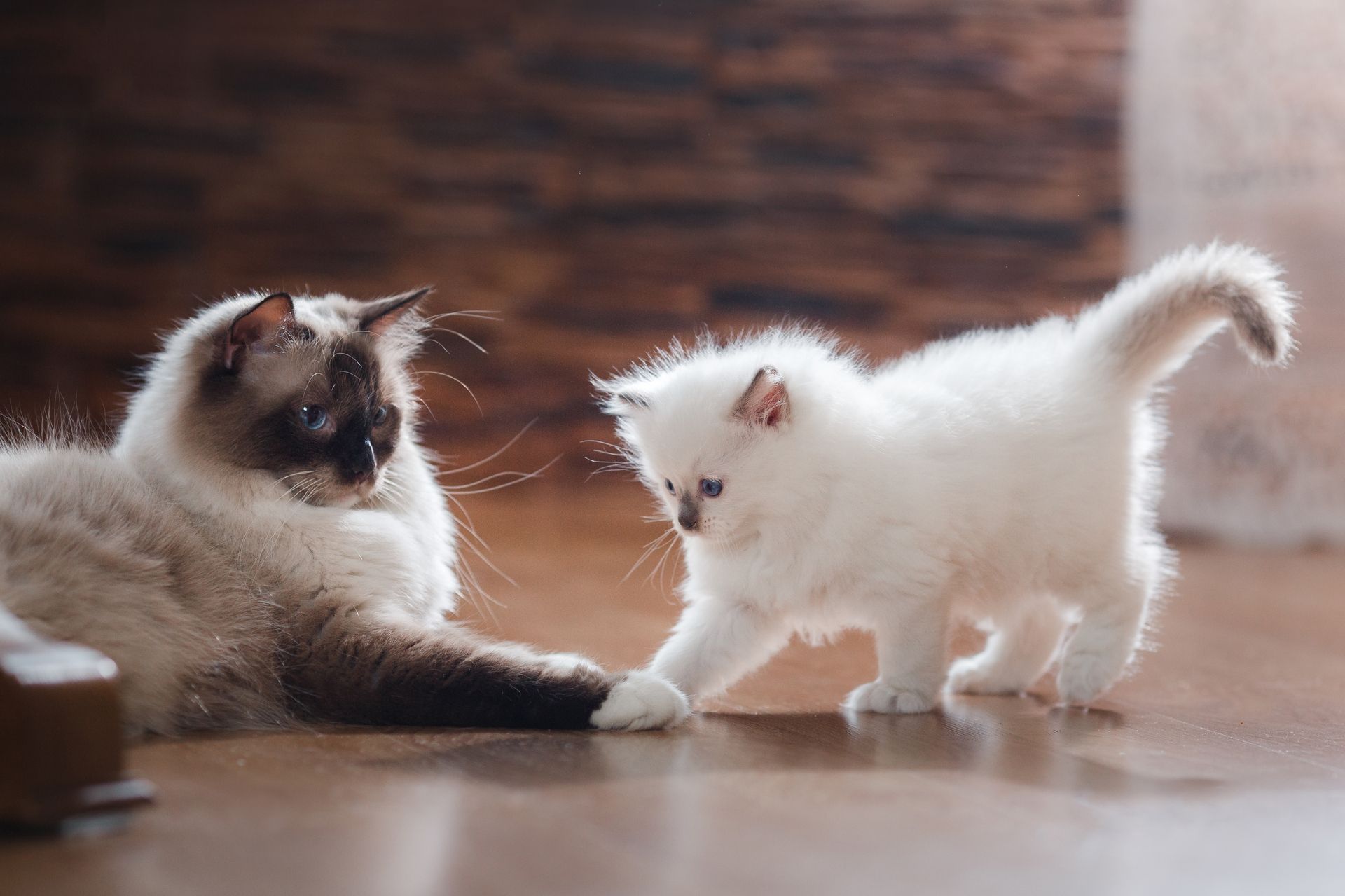 Kitten spielen 